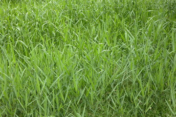 Obraz premium 草むら