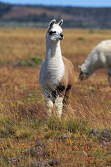 Lamas © Andreas Edelmann