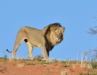 Obraz na płótnie Canvas Kalahari Black Mane lion on red dune in Kalagadi Trans frontier Park