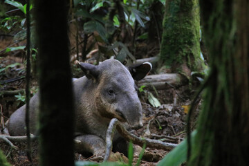 a tapir sitting in the rainforest