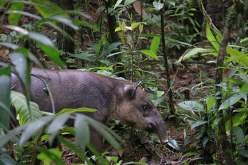 a tapir walking through the rainforest - obrazy, fototapety, plakaty