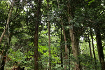 森の中の木々