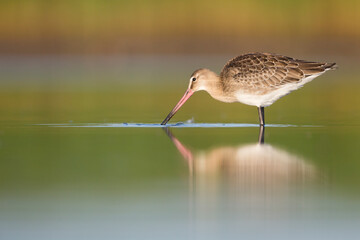 Black-tailed Godwit, Limosa limosa ssp. limosa