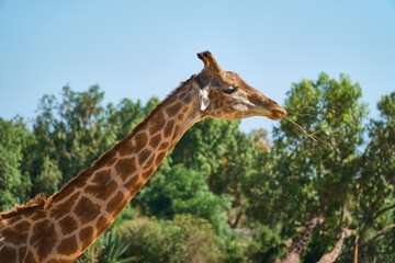 The giraffe eats grass from the trees. Wild animal in the zoo and in nature. High quality photo