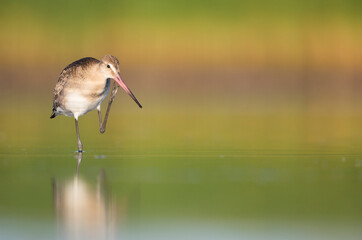 Black-tailed Godwit, Limosa limosa ssp. limosa