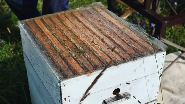 Preparation of a bee hive for honey extraction.