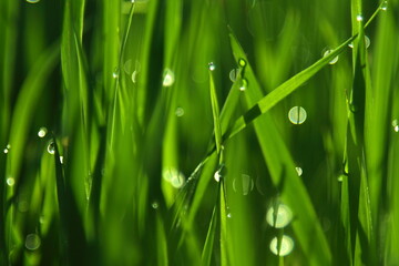 grass with dew drops