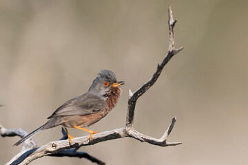 Fototapeta premium Dartford Warbler, Sylvia undata ssp. undata