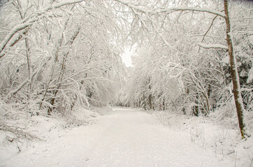 Waldweg mit Schnee