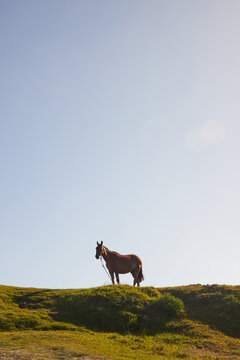 Caballo color marr&oacute;n parado en c&eacute;sped verde con fondo el cielo celeste. Libre en el campo.