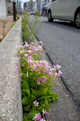 アスファルトの道端に咲くムラサキカタバミの花