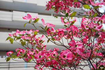 街中のピンク色のヤマボウシの花の木