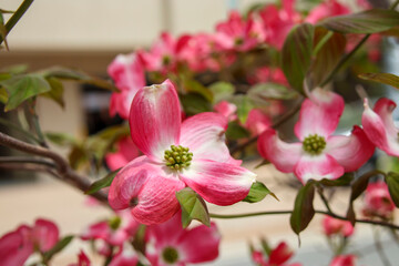 街中のピンク色のヤマボウシの花の木