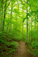 footpath in beech forest