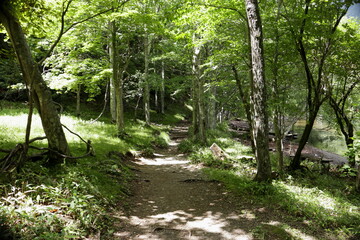 森の中の散歩道