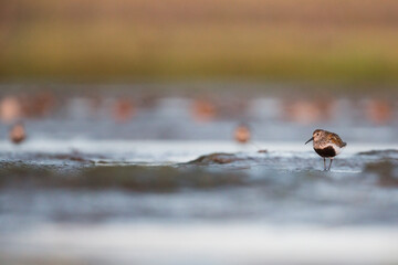 Dunlin, Calidris alpina