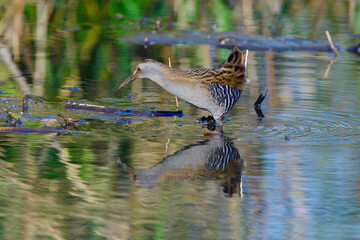 Wasserralle am Morgen im Herbst bei der Jagd in der Oberlausitz	
