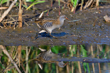 Wasserralle am Morgen im Herbst bei der Jagd in der Oberlausitz	
