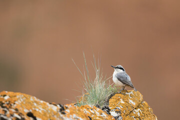 Eastern Rock Nuthatch, Sitta tephronata tephronata