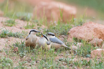 Eastern Rock Nuthatch, Sitta tephronata tephronata