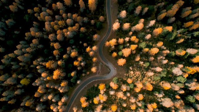 Drone Vertical Perspective of autumn forest, italian alps