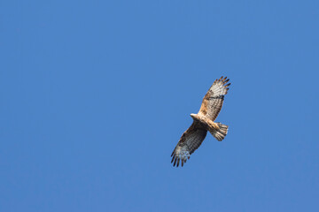 European Honey-buzzard, Pernis apivorus