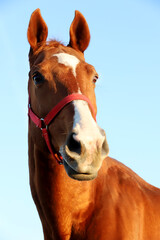 Head shot portrait of a thoroughbred stallion at sunset on meadow