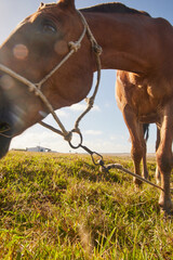 Caballo color marrón comiendo pasto con cielo celeste, en zona costera de Cabo Polonio en Rocha...