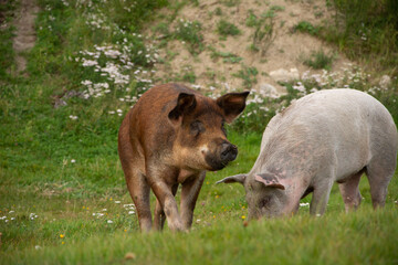 two pigs on a field of a farm