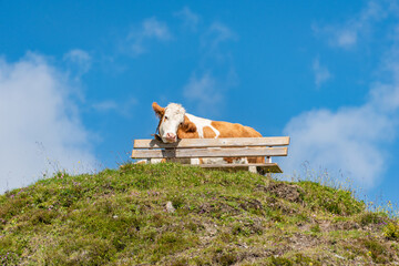 A terribly tired alpine cow leans on a tourist bench. Around a field of wildflowers, green meadow in the scenic mountains in Alps.