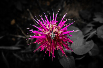 Close up of a Bee Balm flower. The actual flowers are closed for the night. Isolated the purple from the flower and made the background black and white.