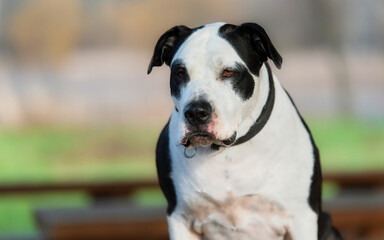 Portrait of a beautiful pitbull dog