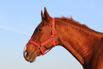 Close up of a beautiful anglo-arabian stallion against blue sky summertime at sunset