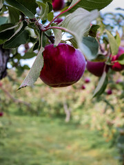 One apple hanging in it's tree.
