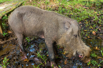 Free living and free roaming Borneo bearded pig in the headquarter of the Bako National Park on Borneo. The camp headquarter is fascinating place to spot wild animals