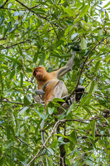 Long-nosed monkey in a tree in the Bako National Park, which is home to approximately 150 endangered proboscis monkeys which are endemic to Borneo