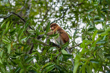 Long-nosed monkey in a tree in the Bako National Park, which is home to approximately 150 endangered proboscis monkeys which are endemic to Borneo