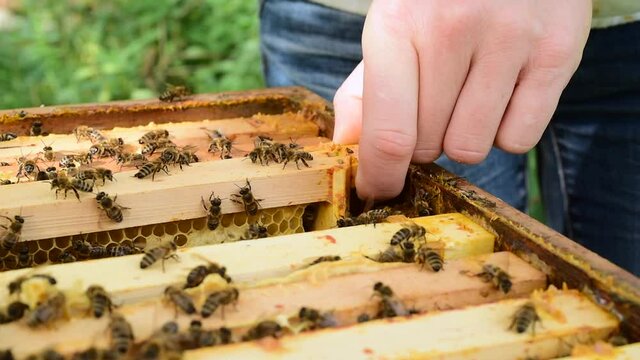 Beekeeper pulling out the frame with bee brood