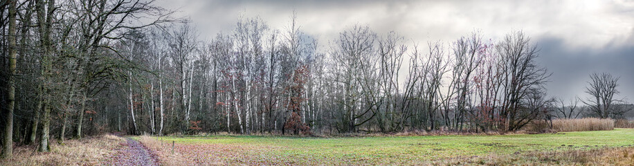 a panoramic view of a forest landscape