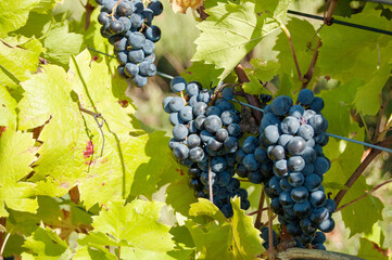 Grapes on vine in a german vineyard