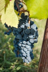 Grapes on vine in a german vineyard