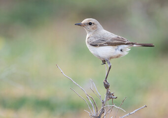 Finsch's Wheatear, Oenanthe finschii ssp. barnesi
