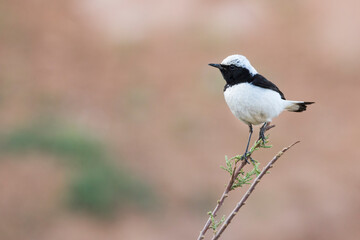 Finsch's Wheatear, Oenanthe finschii ssp. barnesi
