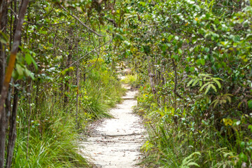 The Tajor trail inside the Baku National Park is a two and half hour walk, crosses different vegetation zones and leads to the bay and beach of Teluk Tajor in the northern part of the peninsula