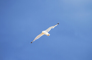Seagull in the blue sky