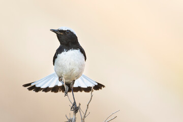 Finsch's Wheatear, Oenanthe finschii ssp. barnesi