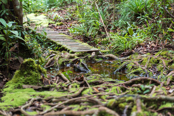 The Tajor trail inside the Baku National Park is a two and half hour walk, crosses different vegetation zones and leads to the bay and beach of Teluk Tajor in the northern part of the peninsula