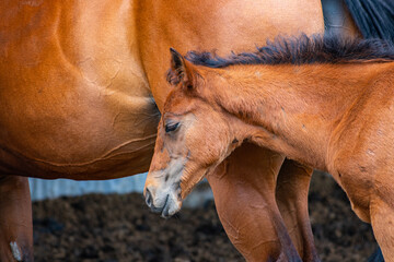 A young foal standing next to her mother. Calm, almost looks like shes thinking, stuck in her own thoughts.