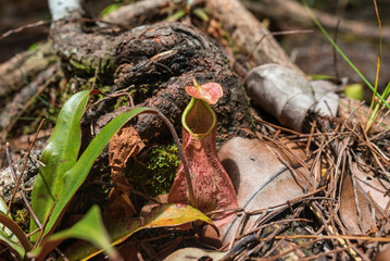 The small carnivorous plant in the mid of the trail in the Bako National Park is part of the rich biodiversity in the different vegetation zones of the park, situated in the Malaysian state of Sarawak