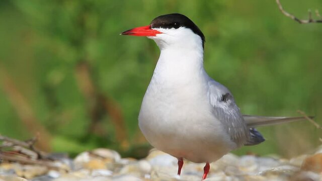 The common tern in the nest on the gravel bar island of the Drava River